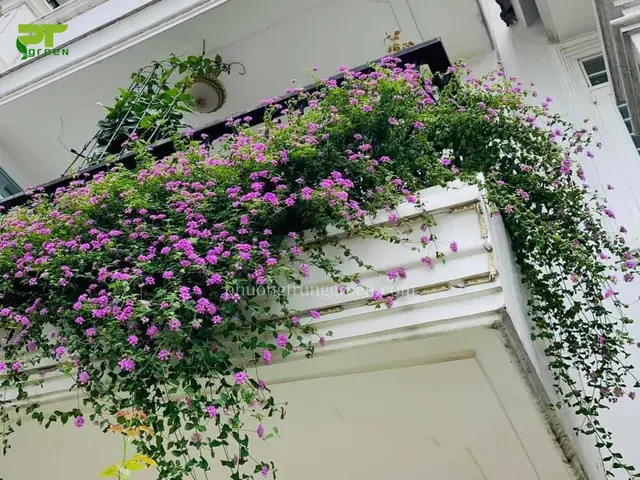 10+ Mẫu Bồn Hoa Ban Công Đẹp, Chậu Trồng Cây Phù Hợp & Ý Tưởng Trang Trí Sáng Tạo