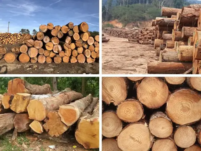 Các Loại Gỗ Nhóm 4 Phổ Biến: Đặc Tính & Ứng Dụng Thực Tế