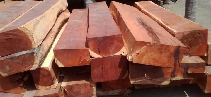 Các Loại Gỗ Tự Nhiên Phổ Biến Nhất: Đặc Điểm Và Ứng Dụng Nội Thất