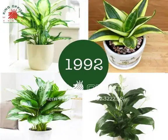 Tuổi Nhâm Thân 1992 Hợp Cây Gì Để Bàn Làm Việc Mang Tài Lộc, May Mắn