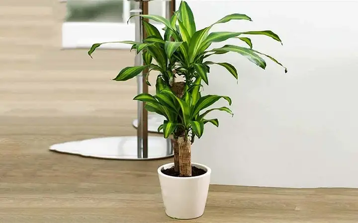 Tuổi Nhâm Thân 1992 Hợp Cây Gì Để Bàn Làm Việc Mang Tài Lộc, May Mắn