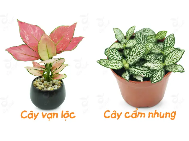 Tuổi Nhâm Thân 1992 Hợp Cây Gì Để Bàn Làm Việc Mang Tài Lộc, May Mắn