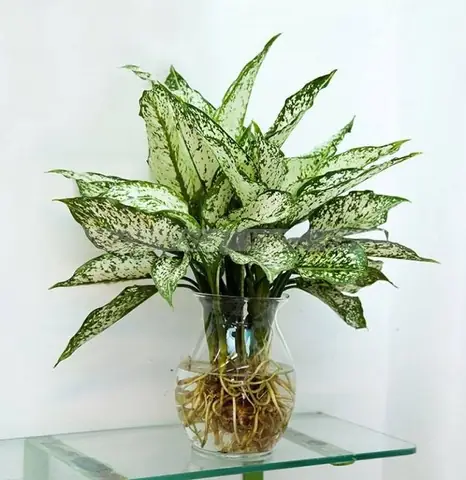 Tuổi Nhâm Thân 1992 Hợp Cây Gì Để Bàn Làm Việc Mang Tài Lộc, May Mắn