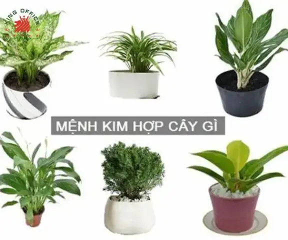 Tuổi Nhâm Thân 1992 Hợp Cây Gì Để Bàn Làm Việc Mang Tài Lộc, May Mắn