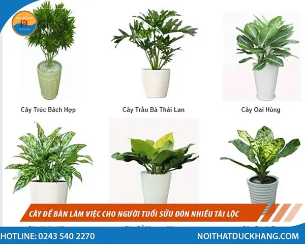 Cây Để Bàn Làm Việc Tuổi Ất Sửu 1985: Chọn Sao Cho Hợp Phong Thủy, Rước Tài Lộc