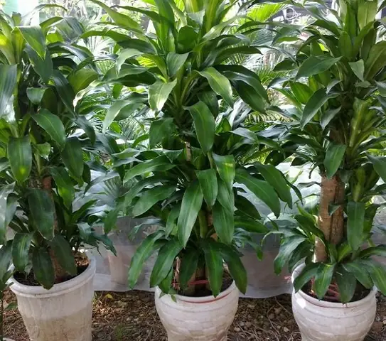 Top 15+ Loại Cây Để Trong Nhà Tốt Cho Sức Khỏe & Cách Chọn Phù Hợp