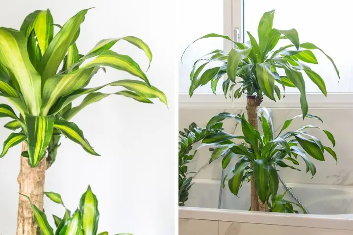 Top 15+ Loại Cây Để Trong Nhà Tốt Cho Sức Khỏe & Cách Chọn Phù Hợp