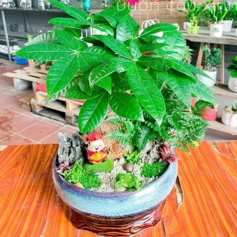 Tuổi Ất Sửu 1985 Trồng Cây Gì Hợp Phong Thủy, Mang Tài Lộc? Tuổi Ất Sửu 1985 Trồng Cây Gì Hợp Phong Thủy, Mang Tài Lộc?