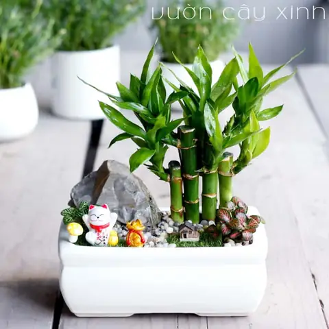 Tuổi Ất Sửu 1985 Trồng Cây Gì Hợp Phong Thủy, Mang Tài Lộc? Tuổi Ất Sửu 1985 Trồng Cây Gì Hợp Phong Thủy, Mang Tài Lộc?