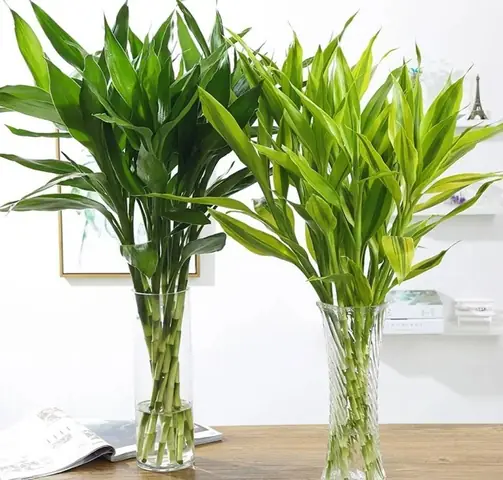 Tuổi Đinh Mão Hợp Cây Gì? Chọn Cây Phong Thủy Mang Tài Lộc, May Mắn