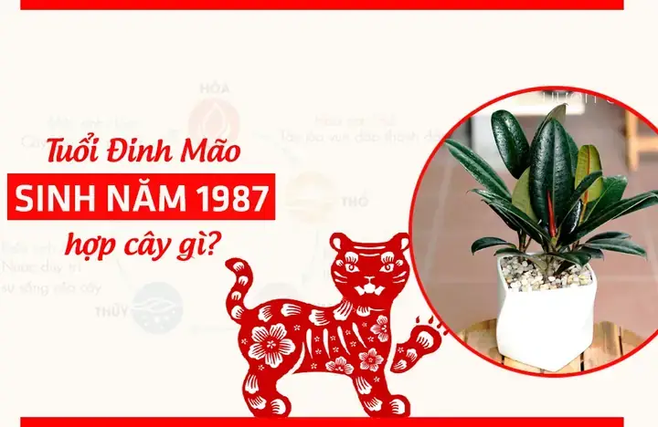 Tuổi Đinh Mão Hợp Cây Gì? Chọn Cây Phong Thủy Mang Tài Lộc, May Mắn