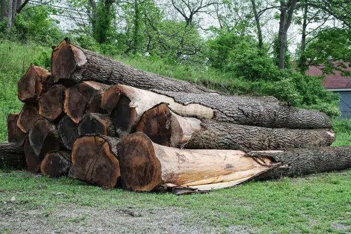 Gỗ Óc Chó Lấy Gỗ: Đặc Điểm, Giá Trị Và Cách Nhận Biết Chuẩn