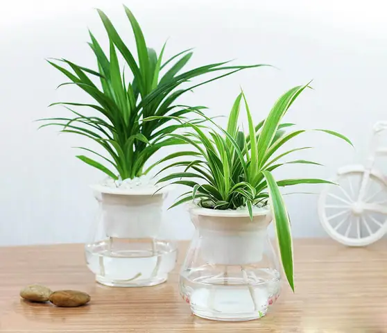 Cây Phong Thủy Trong Phòng Ngủ: Lựa Chọn Mang Lại May Mắn & Giấc Ngủ Ngon Cây Phong Thủy Trong Phòng Ngủ: Lựa Chọn Mang Lại May Mắn & Giấc Ngủ Ngon