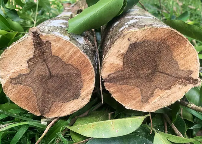 Cây Trầm Hương Để Làm Gì? Công Dụng Tuyệt Vời Đối Với Sức Khỏe & Đời Sống