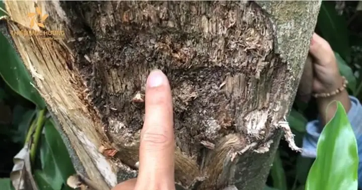 Cây Trầm Hương Để Làm Gì? Công Dụng Tuyệt Vời Đối Với Sức Khỏe & Đời Sống