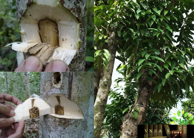 Cây Trầm Hương Để Làm Gì? Công Dụng Tuyệt Vời Đối Với Sức Khỏe & Đời Sống
