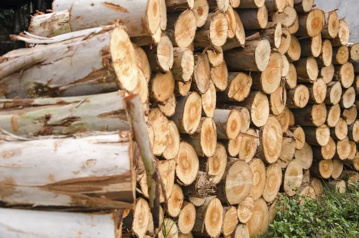 Gỗ Bạch Đàn Có Tốt Không? Ưu Nhược Điểm & Ứng Dụng Thực Tế