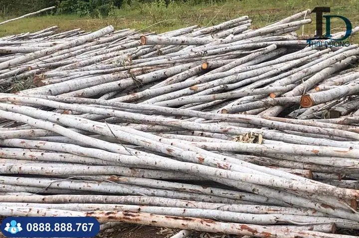 Gỗ Bạch Đàn Có Tốt Không? Ưu Nhược Điểm & Ứng Dụng Thực Tế