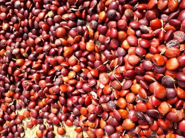 Gỗ Giàng Giàng Là Gỗ Gì? Đặc Điểm, Ứng Dụng Và Lưu Ý Khi Sử Dụng Gỗ Giàng Giàng Là Gỗ Gì? Đặc Điểm, Ứng Dụng Và Lưu Ý Khi Sử Dụng