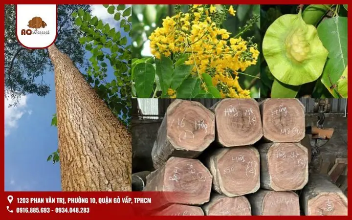 Gỗ Giáng Hương Thuộc Nhóm Mấy? Phân Loại Và Đặc Điểm Chi Tiết Gỗ Giáng Hương Thuộc Nhóm Mấy? Phân Loại Và Đặc Điểm Chi Tiết