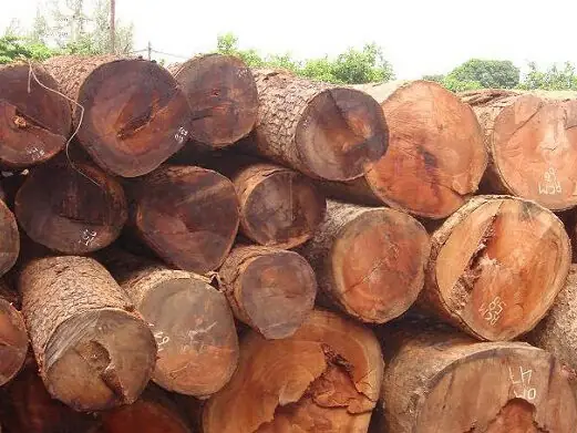 Gỗ Gõ Đỏ Có Tốt Không? Đánh Giá Chi Tiết Đặc Tính Và Ứng Dụng