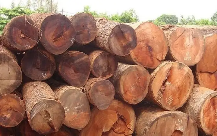 Gỗ Hoàng Đàn Là Gì? Đặc Điểm, Công Dụng Và Giá Trị Của Loại Gỗ Quý Hiếm