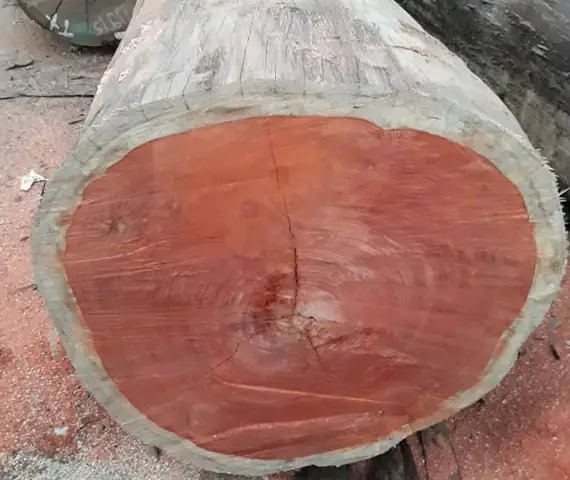 Gỗ Hương Đá Nam Phi Có Tốt Không? Ưu Nhược Điểm & Đặc Điểm Cần Biết