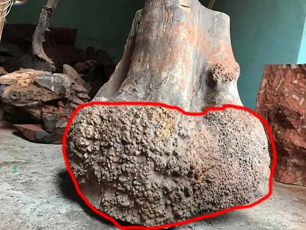 Gỗ Huyết Long Là Gỗ Gì? Đặc Điểm, Nguồn Gốc Và Ý Nghĩa Phong Thủy