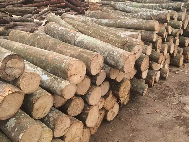 Gỗ Keo Có Bị Mối Mọt Không? Cách Xử Lý Và Tầm Quan Trọng