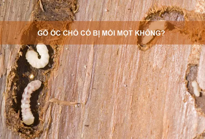 Gỗ Óc Chó Có Bị Mối Mọt Không? Sự Thật & Cách Bảo Quản Hiệu Quả