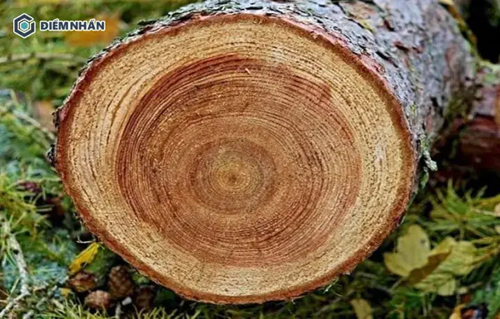 Gỗ Sao Đen Giá Bao Nhiêu 1 Khối? Phân Tích Giá Thị Trường Và Yếu Tố Ảnh Hưởng