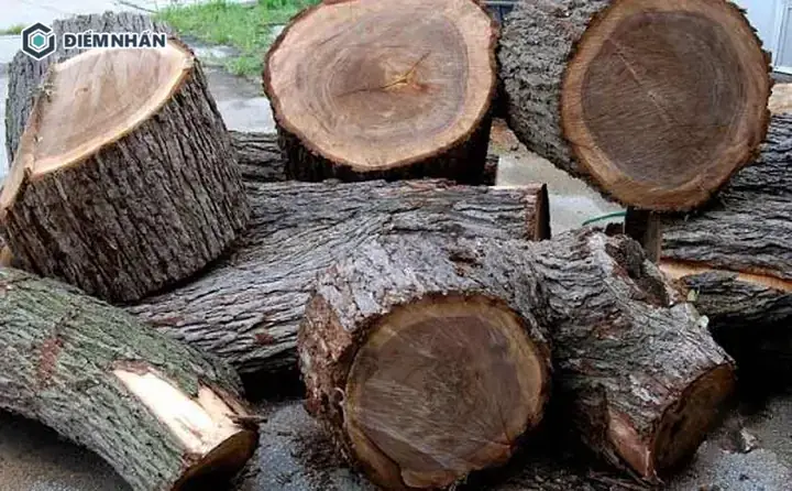 Gỗ Sao Đen Giá Bao Nhiêu 1 Khối? Phân Tích Giá Thị Trường Và Yếu Tố Ảnh Hưởng