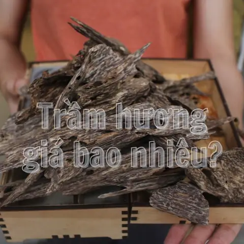 Gỗ Trầm Hương Giá Bao Nhiêu? Bảng Giá Chi Tiết Theo Loại & Ứng Dụng 2024