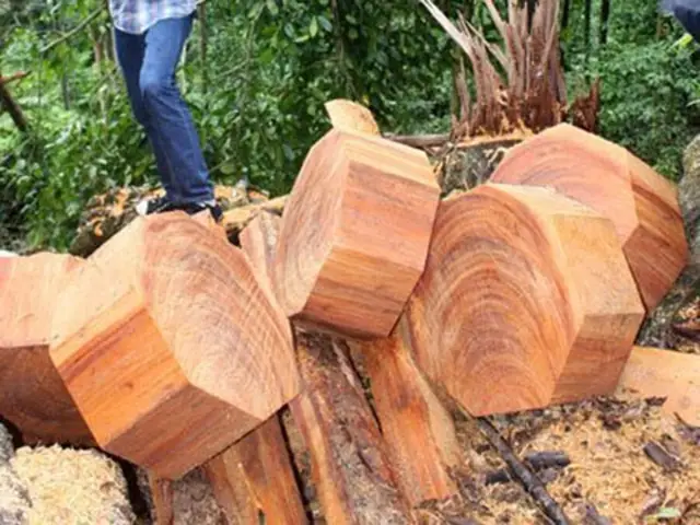 Hình Ảnh Cây Gỗ Ngọc Am: Nhận Diện Đặc Tính Và Ứng Dụng