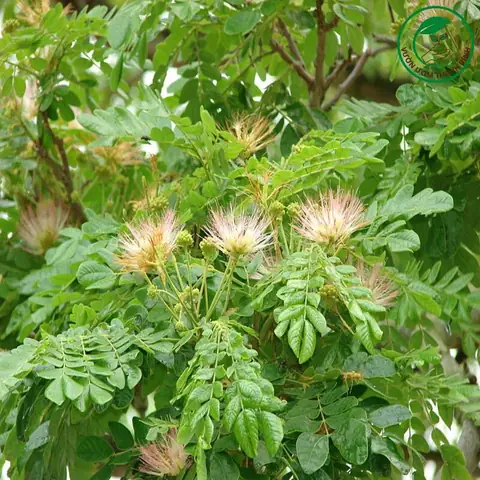 Hình Ảnh Cây Me Tây: Đặc Điểm, Ý Nghĩa Và Cách Trồng Chi Tiết Hình Ảnh Cây Me Tây: Đặc Điểm, Ý Nghĩa Và Cách Trồng Chi Tiết