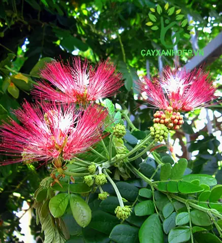 Hình Ảnh Cây Me Tây: Đặc Điểm, Ý Nghĩa Và Cách Trồng Chi Tiết Hình Ảnh Cây Me Tây: Đặc Điểm, Ý Nghĩa Và Cách Trồng Chi Tiết