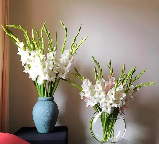 20+ Loại Hoa Chưng Tết Lâu Tàn: Gợi Ý Đẹp, May Mắn & Cách Chăm Sóc