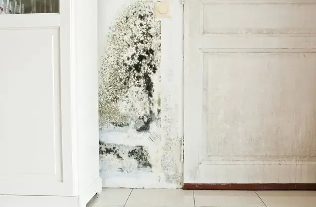 Nhà Bị Mốc Phải Làm Sao? Hướng Dẫn Xử Lý Triệt Để Tại Nhà