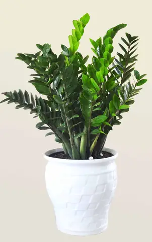 Top 15+ Loại Cây Mang Tài Lộc Vào Nhà Theo Phong Thủy Giúp Gia Chủ Sung Túc