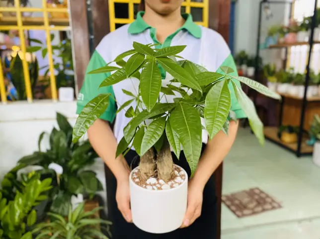 Top 15+ Loại Cây Mang Tài Lộc Vào Nhà Theo Phong Thủy Giúp Gia Chủ Sung Túc
