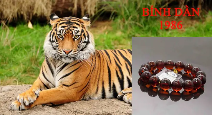 Tuổi Bính Dần 1986: Mệnh Gì, Hợp Tuổi Nào, Màu Gì Và Phong Thủy Nhà Cửa