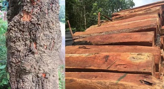 So Sánh Gỗ Xoan Đào Và Căm Xe: Nên Chọn Loại Nào Cho Nội Thất?