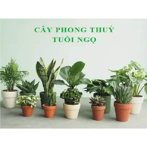 Phong Thủy Tuổi Ngọ: Hợp Màu Gì, Mệnh Gì Và Lưu Ý Nhà Ở Chi Tiết